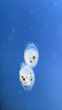 Microscopy Footage of Ciliate Cell Division (Binary Fission) at 100x Magnification
