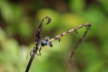 Xylocopa Carpenter Bee on a Dry Twig