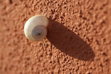 Snail on a Red Painted Wall