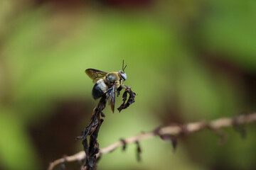 Xylocopa Carpenter Bee Resting on a Dry Twig