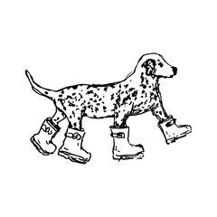 hand drawn dalmatian wearing boots 