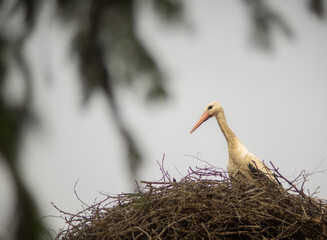 Stork