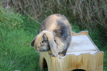 Kaninchen auf Haus