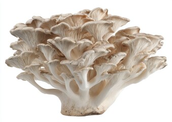 A cluster of oyster mushrooms displays intricate branching patterns against a bright white background.