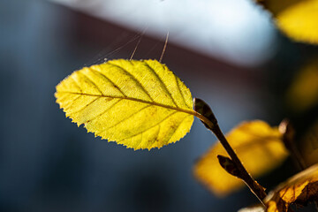 Yellow autumn leaf in macro
Macro photograph of a yellow autumn leaf with visible veins and natural light.
