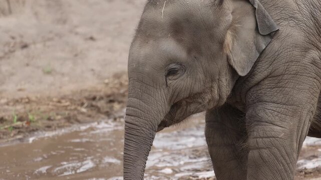Baby Elephant Eating Fruit