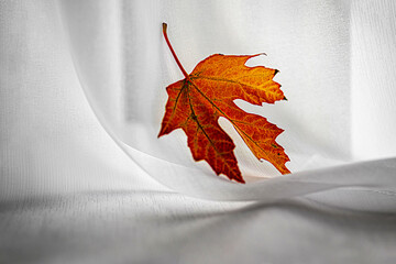 Red autumn leaf on white fabric
Detailed macro photograph of a red autumn leaf placed on white fabric, highlighting texture and colors.

