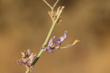 Close up of flowers of Consolida thirkeana (Delphinium thirkeanum) which is endemic to turkey