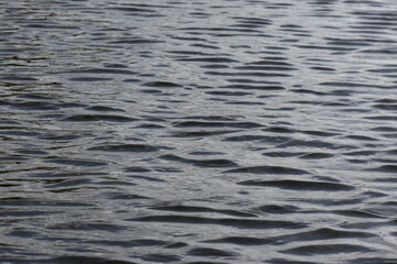 Obraz premium Water ripples on the surface of the water. Shallow depth of field