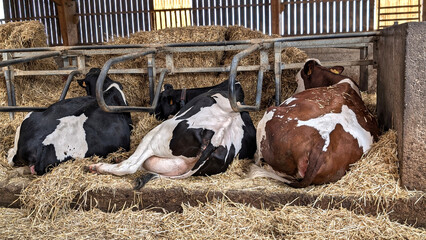 Three milky cows in a barn are relaxing on straw bedding. The farm is well-lit, showcasing a peaceful rural environment. Cattle breeding concept © Alena AV