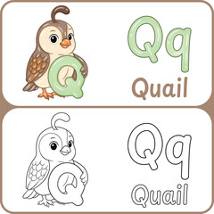 Letter Q with Quail Educational Sketch and Colored