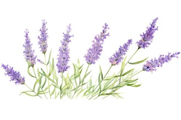 Naklejka premium Lavender blossom flower plant.