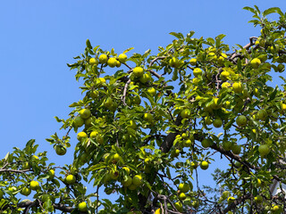 Apple tree with ripe green fruits hanging under blue summer sky. Agriculture, harvest, and nutrition representing organic growth, farming, and seasonal abundance.