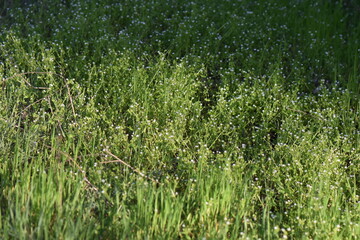 Green grass in the spring forest on a sunny day. Natural background