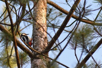Great Spotted Woodpecker sitting on a pine tree against a blue sky