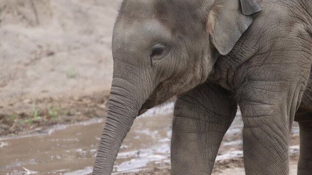 Baby Elephant Exploring & Eating