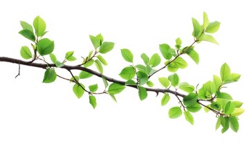 Obraz premium Tree branch with leaves plant green leaf.