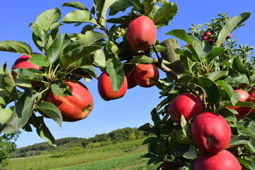 juicy red fruits in the fruit garden