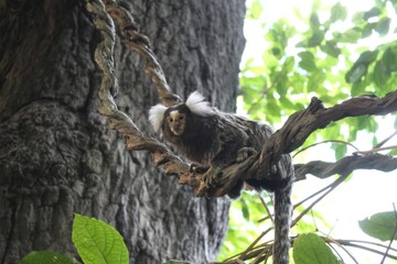 A marmoset monkey sitting on a twisted vine against a tree trunk and green foliage. Animal wildlife in nature.