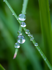 Macro view of dew drops on a blade of grass.