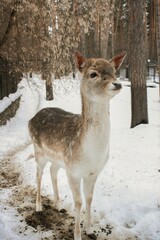 Young deer doe standing in snowy outdoor park during winter. Mammal animal in natural habitat for wildlife concept.