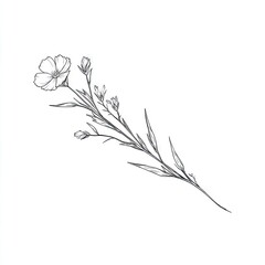 Delicate line drawing of a flowering plant sprig, showcasing detailed floral and botanical elements.