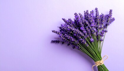 Fototapeta premium lavender flowers on bluev