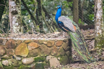 peacock in the forest