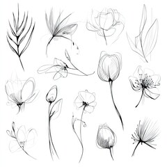 A collection of elegant, artistic floral line drawings, showcasing various blossoms and foliage designs against a plain white backdrop.