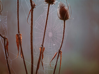 thistle in the fog 