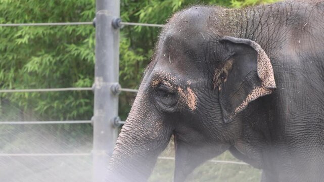 Elephant Being Washed With Water