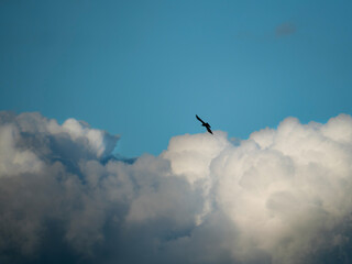 birds in the sky