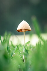 Tall Thin Mushroom in Green Grass