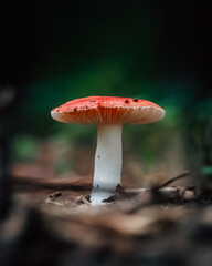 Red Capped Mushroom Macro
