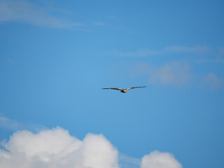 birds in flight