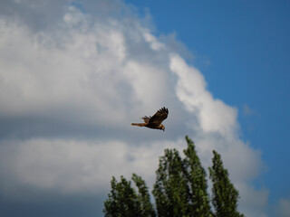 Bird in flight