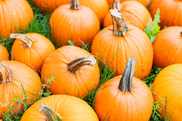autumn decorations many ripe pumpkins for halloween