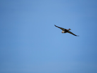 Obraz premium Duck in flight