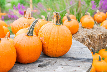 autumn decorations many ripe pumpkins for halloween on wooden table