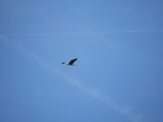 birds in flight