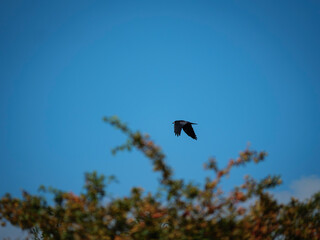 crow in flight