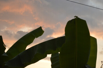 Scenic sky with puffy clouds and green trees on a sunny day