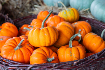 autumn decorations many ripe pumpkins for halloween in a wicker basket