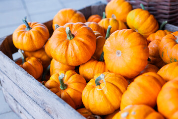 autumn decorations many ripe pumpkins for halloween in a wooden basket