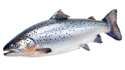 Freshly caught salmon isolated on transparent background, showcasing its silvery scales and streamlined body, a healthy and delicious source of protein