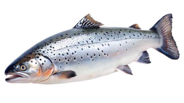 Freshly caught salmon isolated on transparent background, showcasing its silvery scales and streamlined body, a healthy and delicious source of protein