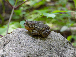 Toad relaxing in the morning on a large rock