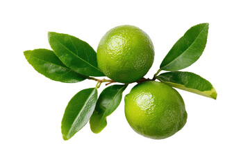 Two limes on a branch with leaves
