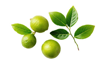 Fresh limes with leaves.  Close-up of three bright green limes,  and several vibrant green leaves attached to a stem, against a black background.  The limes are whole and appear juicy