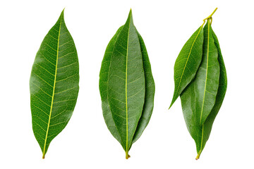 Close-up of four vibrant green leaves, smooth texture, elongated shapes, slightly overlapping